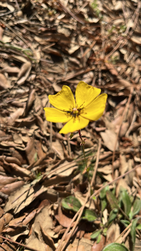 Tuberaria globulariifolia, photograph 4