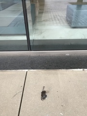 Zonotrichia albicollis