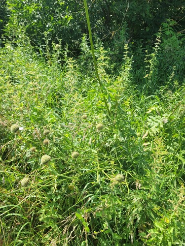 Giant Cephalaria (Cephalaria gigantea)