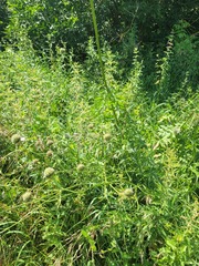 Giant Cephalaria (Cephalaria gigantea)
