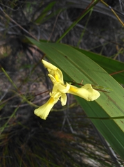 Moraea neglecta