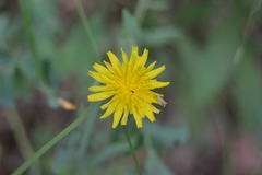 Sonchus tenerrimus