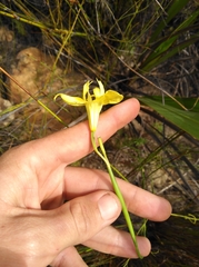 Moraea neglecta