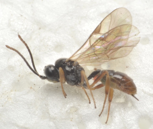 Adelognathus pilosus