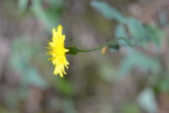 Sonchus tenerrimus
