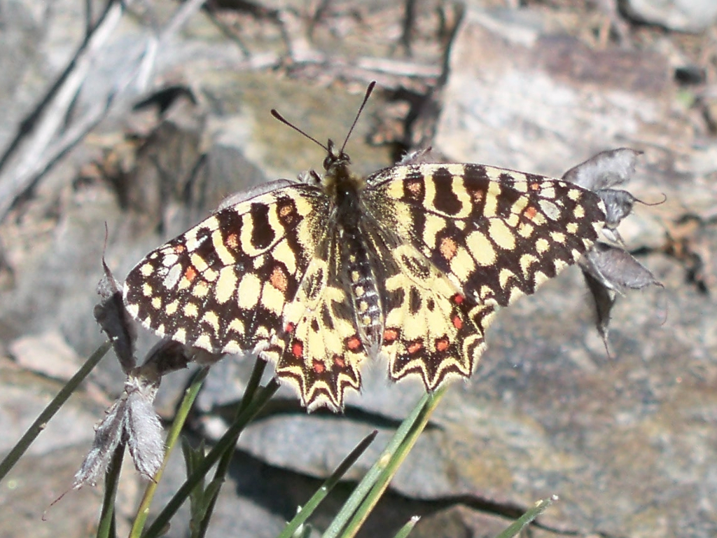 Spanish Festoon