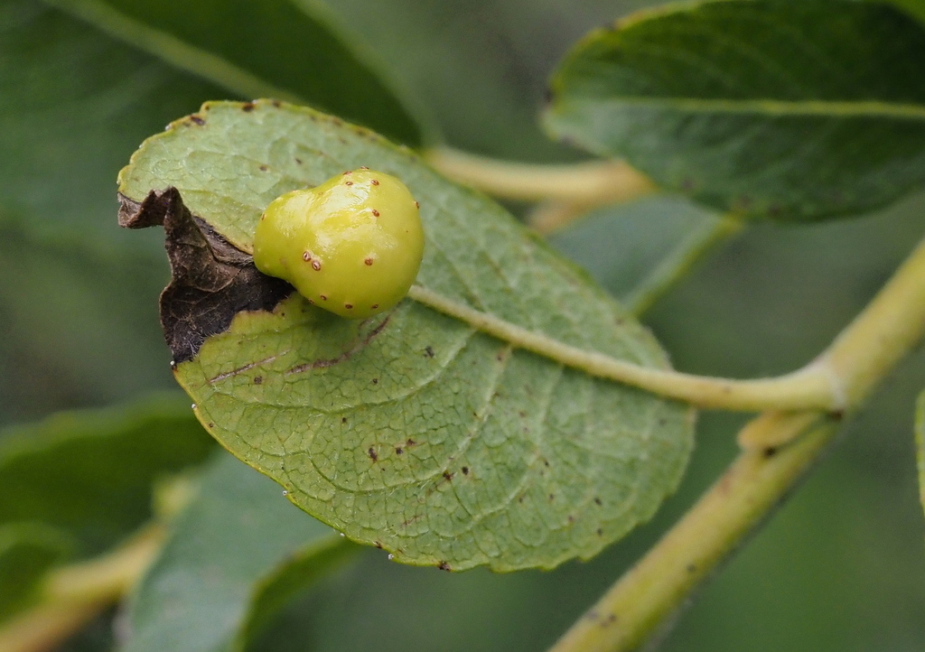 Dark-leaf Pea-galler