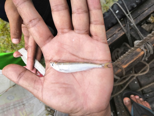 Finescale razorbelly minnow (Salmostoma phulo) — Cyprinidae — 2
