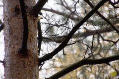 Sitta europaea