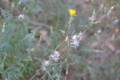 Sonchus tenerrimus
