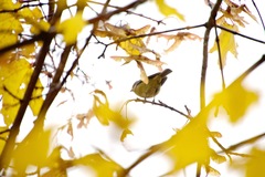 Cyanistes caeruleus