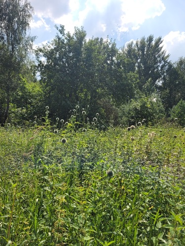 Tall Globe-thistle (Echinops exaltatus)