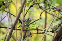 Cyanistes caeruleus