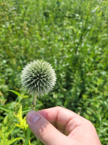 Echinops exaltatus, photograph 5