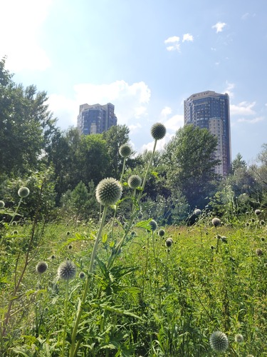 Echinops exaltatus, photograph 6