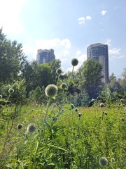 Echinops exaltatus, photograph (c) Dmitriy Bochkov, some rights reserved (CC BY)