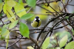 Parus major