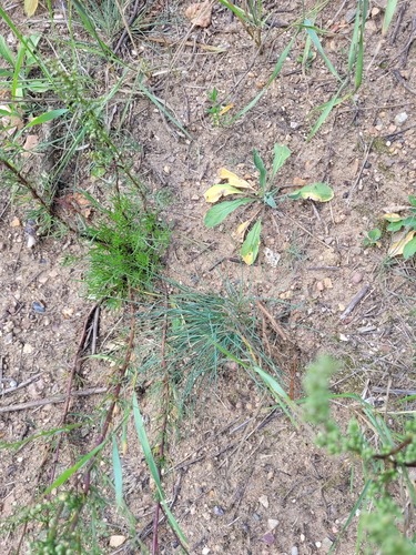 hard fescue (Festuca trachyphylla)