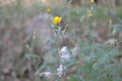 Sonchus tenerrimus