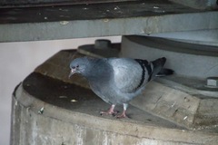 Columba livia domestica