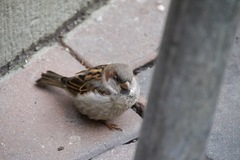 Passer domesticus