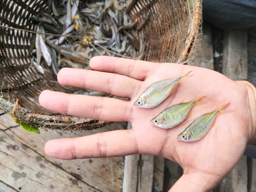 Bengal danio (Devario devario) — Cyprinidae — 2