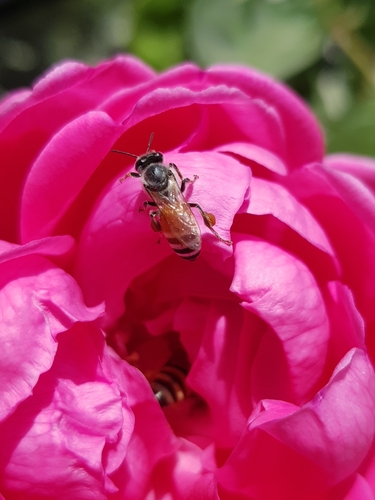 Red Dwarf Honey Bee