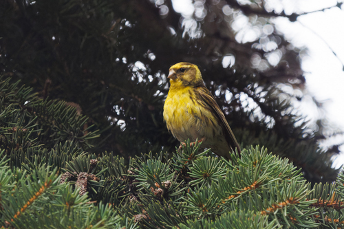 Serín verdecillo (Serinus serinus)