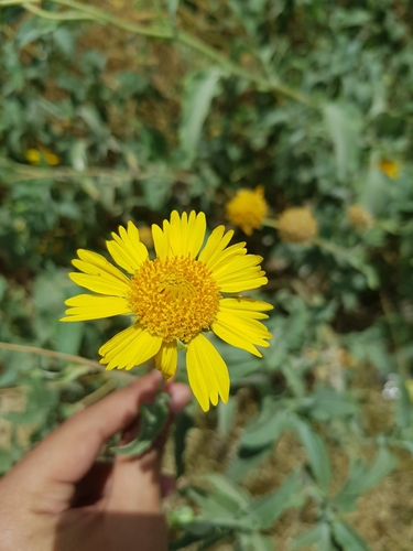 cowpen daisy