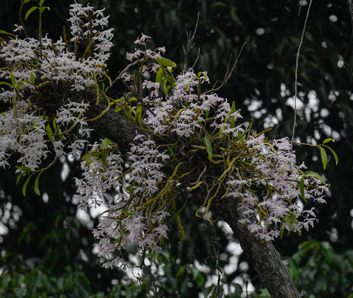 Dendrobium tortile, photograph 1