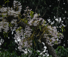 Rejoice Gassah, CC BY, iNaturalist via GBIF Dendrobium tortile, photograph Rejoice Gassah, CC BY, iNaturalist via GBIF