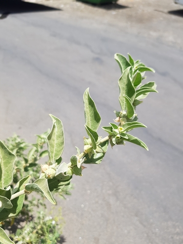 Ashwagandha