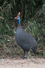 Numida meleagris reichenowi