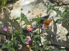 Polygonia egea