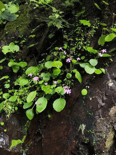 Stemless Balsam (Impatiens acaulis)