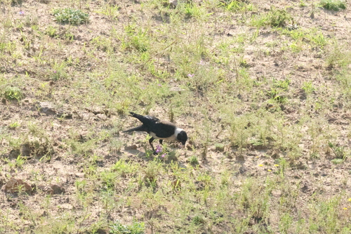 Daurian Jackdaw