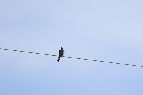 Amur Falcon