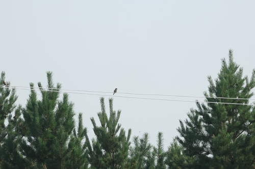 Eurasian Tree Sparrow