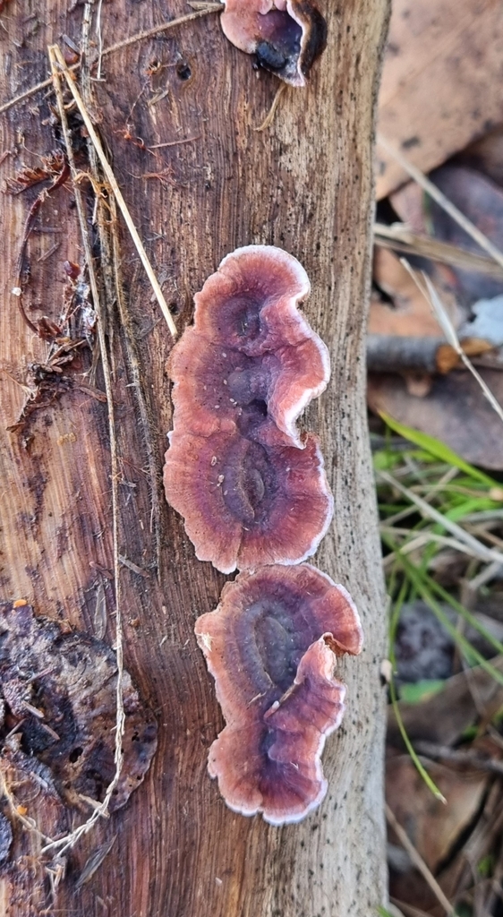 Stereum illudens · July 2025 · photo: © burrowye (iNaturalist, cc0)