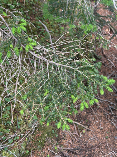 Veitch fir