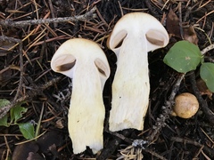 Phlegmacium variosimile