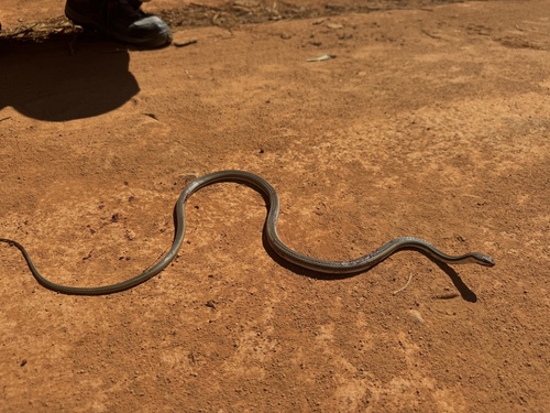 Bernier's Striped Snake