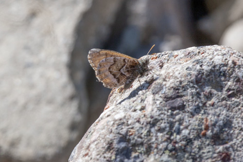 White-veined Arctic photo 5