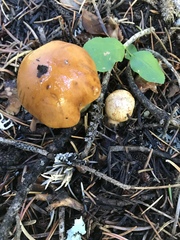 Phlegmacium variosimile