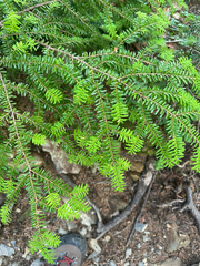 Tsuga diversifolia, photograph (c) 岸本年郎, some rights reserved (CC BY)