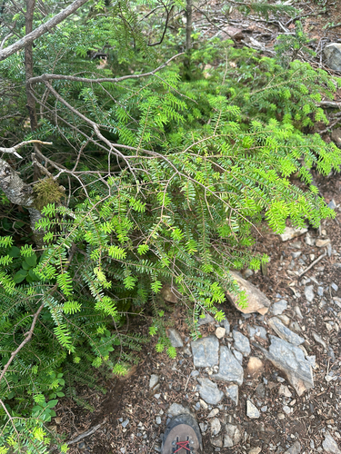 Tsuga diversifolia