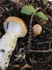 Phlegmacium variosimile