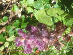Orobanche pubescens