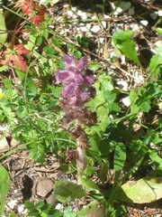 Orobanche pubescens