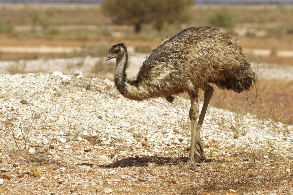Cassowaries and Emus